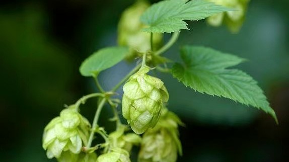 藤上啤酒花鲜花实拍
