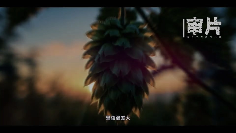 啤酒花科研与检测